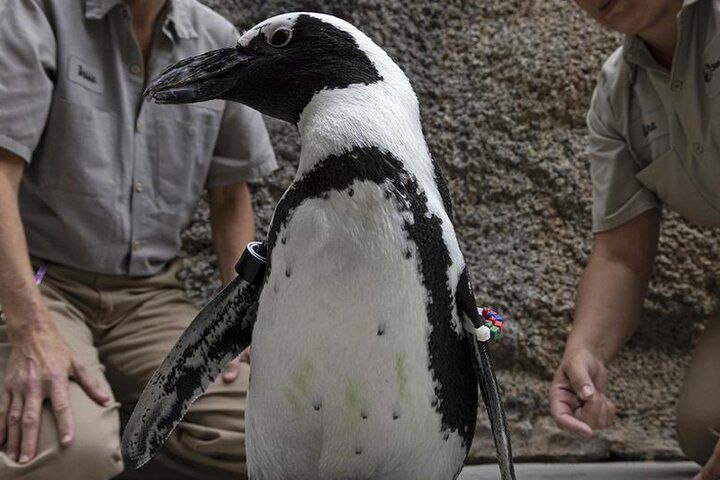 (ویدیو) ذوق زدگی باورنکردنی یک پنگوئن پس از بغل کردن مربی‌اش