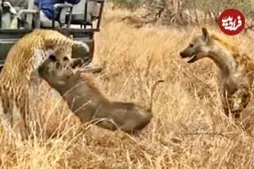 ببینید| وقتی کفتار، گراز وحشی را از دست پلنگ نجات می دهد!