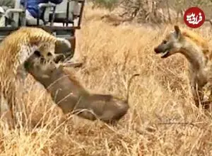 ببینید| وقتی کفتار، گراز وحشی را از دست پلنگ نجات می دهد!