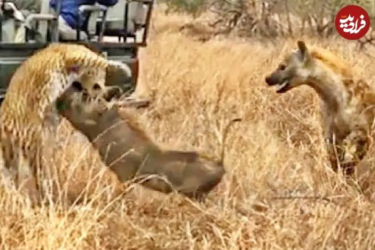 ببینید| وقتی کفتار، گراز وحشی را از دست پلنگ نجات می دهد!
