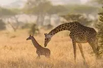 ( ویدیو) نتیجه دور از انتظار در دعوای بین شترمرغ و زرافه؛ لگدی که دعوا را خاتمه داد!