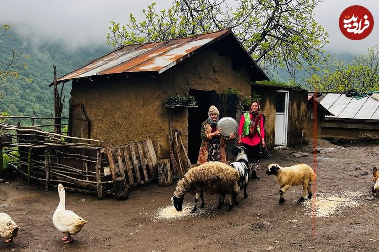 ببینید؛ غذای روستایی در گیلان؛ پخت واوایشکا با جگر گاو و تهیه دمنوش وحشی