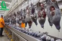 ببینید؛ مراحل شگفت انگیز پرورش میلیون ها عدد کبوتر در آمریکا