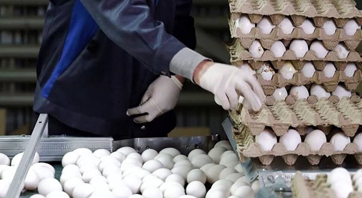 قیمت تخم مرغ در میادین میوه و تره بار اعلام شد
