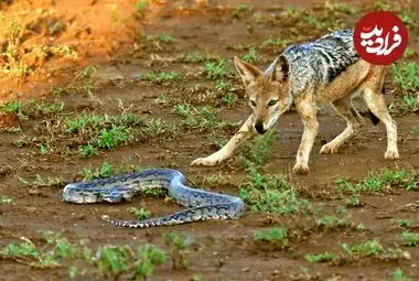 تصاویر؛ مار پایتون خونسرد که شغال‌های گرسنه را مغلوب کرد
