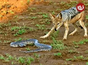 تصاویر؛ مار پایتون خونسرد که شغال‌های گرسنه را مغلوب کرد