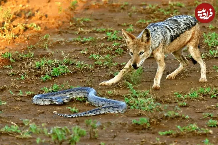 تصاویر؛ مار پایتون خونسرد که شغال‌های گرسنه را مغلوب کرد