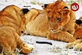 ببینید| تلاش هزارپای شجاع برای بالا رفتن از دم شیر!