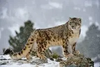 (ویدئو) پرش کامیکازه پلنگ برفی برای شکار بز کوهی!
