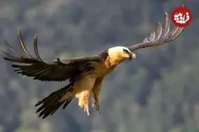 عکس| مشاهده «همای سعادت» این‌بار در بام ایران