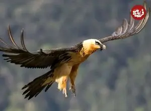 عکس| مشاهده «همای سعادت» این‌بار در بام ایران