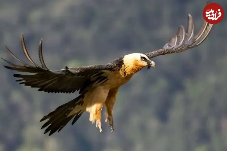 عکس| مشاهده «همای سعادت» این‌بار در بام ایران