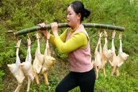 ببینید| غذای روستایی در ویتنام؛ کباب کردن مرغ کامل در بامبو روی آتش در جنگل