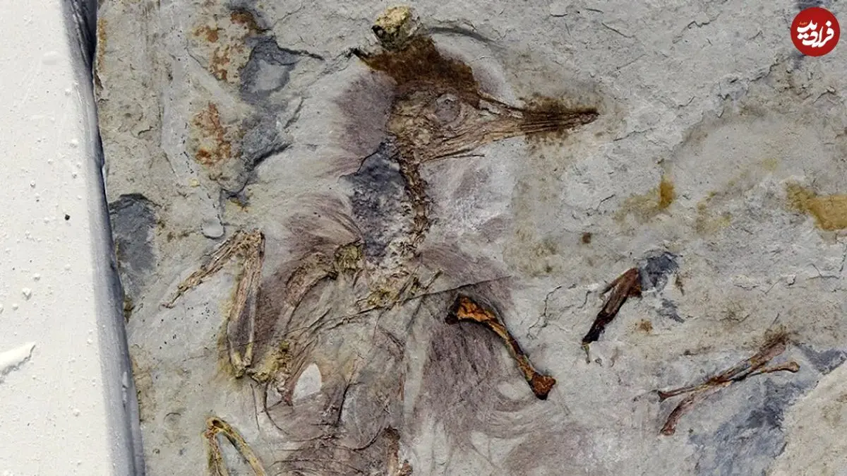 راز پرنده‌ای که 120 میلیون سال قبل با 800 سنگ در گلویش خفه شد