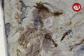 راز پرنده‌ای که 120 میلیون سال قبل با 800 سنگ در گلویش خفه شد