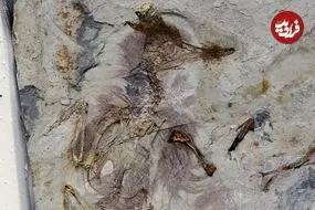 راز پرنده‌ای که 120 میلیون سال قبل با 800 سنگ در گلویش خفه شد