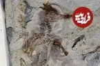 راز پرنده‌ای که 120 میلیون سال قبل با 800 سنگ در گلویش خفه شد