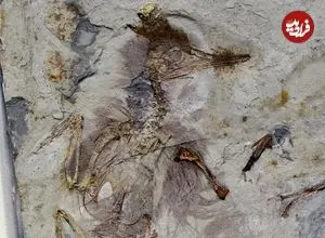 راز پرنده‌ای که 120 میلیون سال قبل با 800 سنگ در گلویش خفه شد