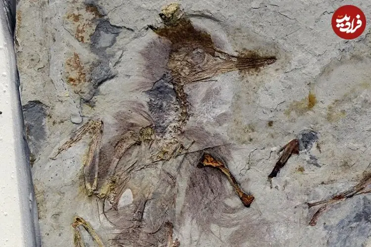 راز پرنده‌ای که 120 میلیون سال قبل با 800 سنگ در گلویش خفه شد