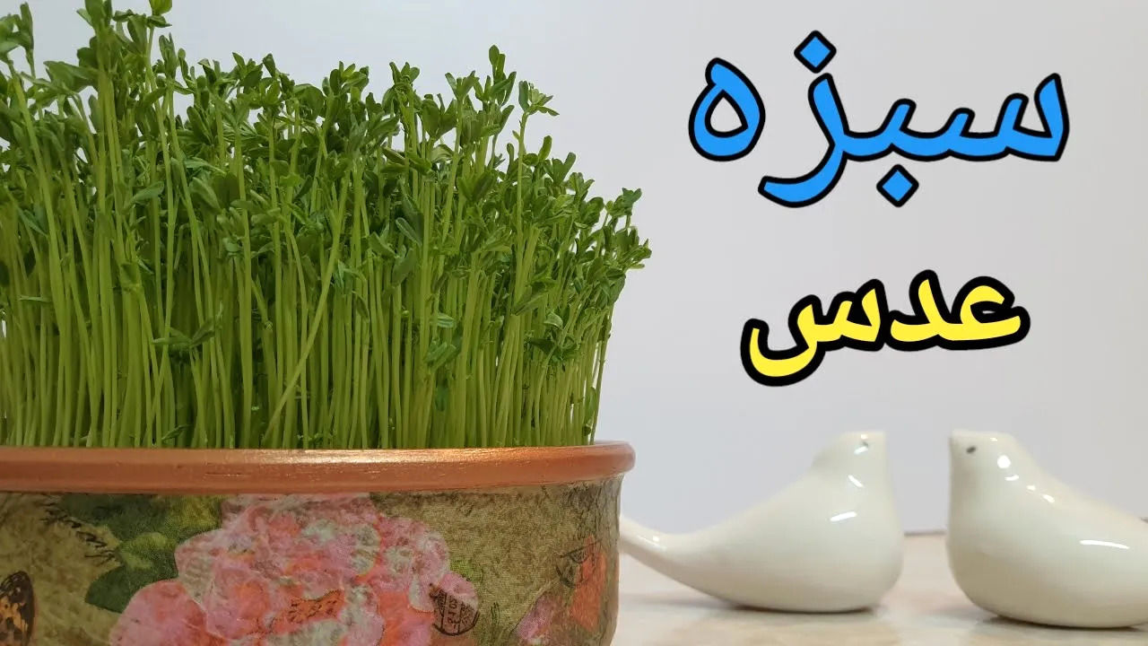 (ویدئو) آموزش درست کردن ساده و سریع سبزه سفره عید 1403 با عدس
