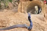(ویدئو) دفاع جانانه گربه مادر از بچه‌اش در مقابل مار پیتون