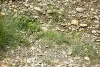 تست بینایی: جغد استتار شده را پیدا کنید