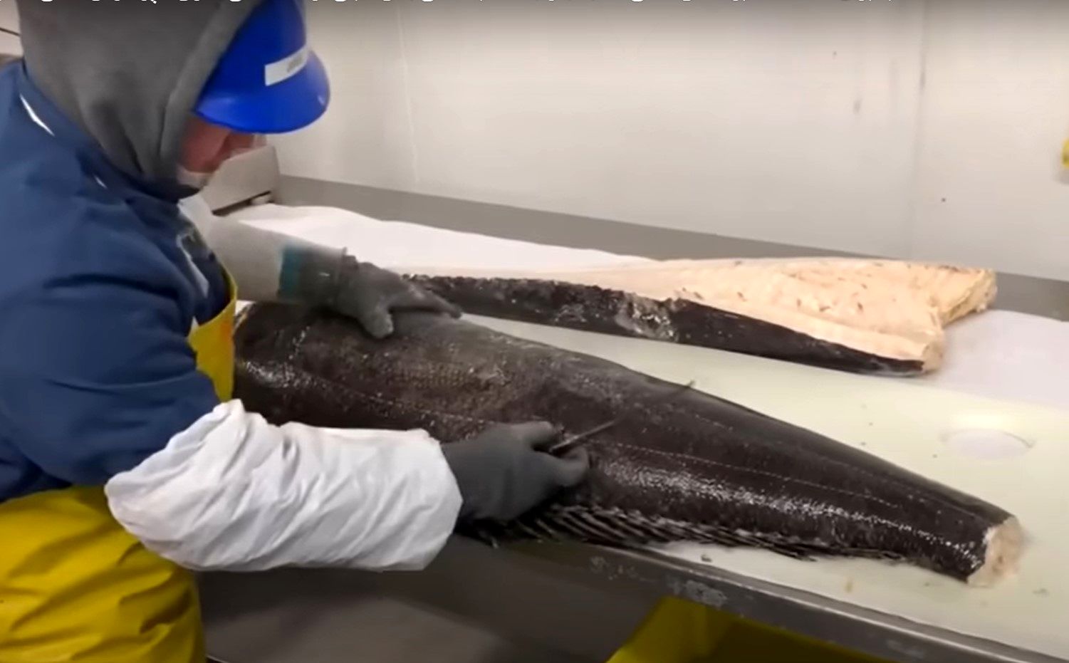 (ویدئو) مراحل صید هزاران تن ماهی در قطب جنوب و فرآوری ماهی در کشتی وسط اقیانوس