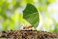ببینید| مورچه برگ بُر؛ جانداری که برگ ها را برای پرورش قارچ برش می زند!