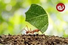 ببینید| مورچه برگ بُر؛ جانداری که برگ ها را برای پرورش قارچ برش می زند!