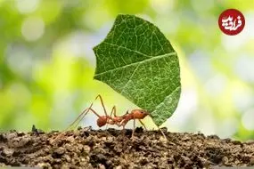 ببینید| مورچه برگ بُر؛ جانداری که برگ ها را برای پرورش قارچ برش می زند!