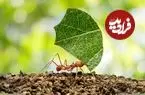 ببینید| مورچه برگ بُر؛ جانداری که برگ ها را برای پرورش قارچ برش می زند!