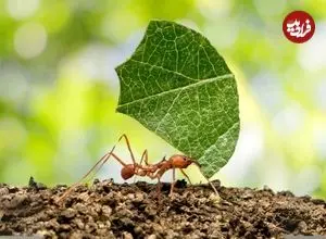 ببینید| مورچه برگ بُر؛ جانداری که برگ ها را برای پرورش قارچ برش می زند!