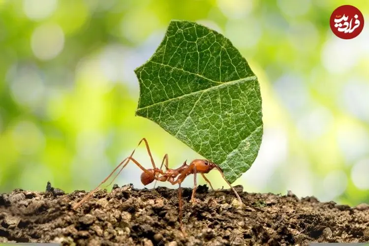 ببینید| مورچه برگ بُر؛ جانداری که برگ ها را برای پرورش قارچ برش می زند!