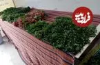 عکس| سفر زمان؛ سبزی‌فروشی با الاغ در خیابان‌های شیراز؛ سال 53