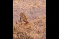 ( ویدیو) کفتار وحشی در حال زنده خواری آهوی بیچاره 