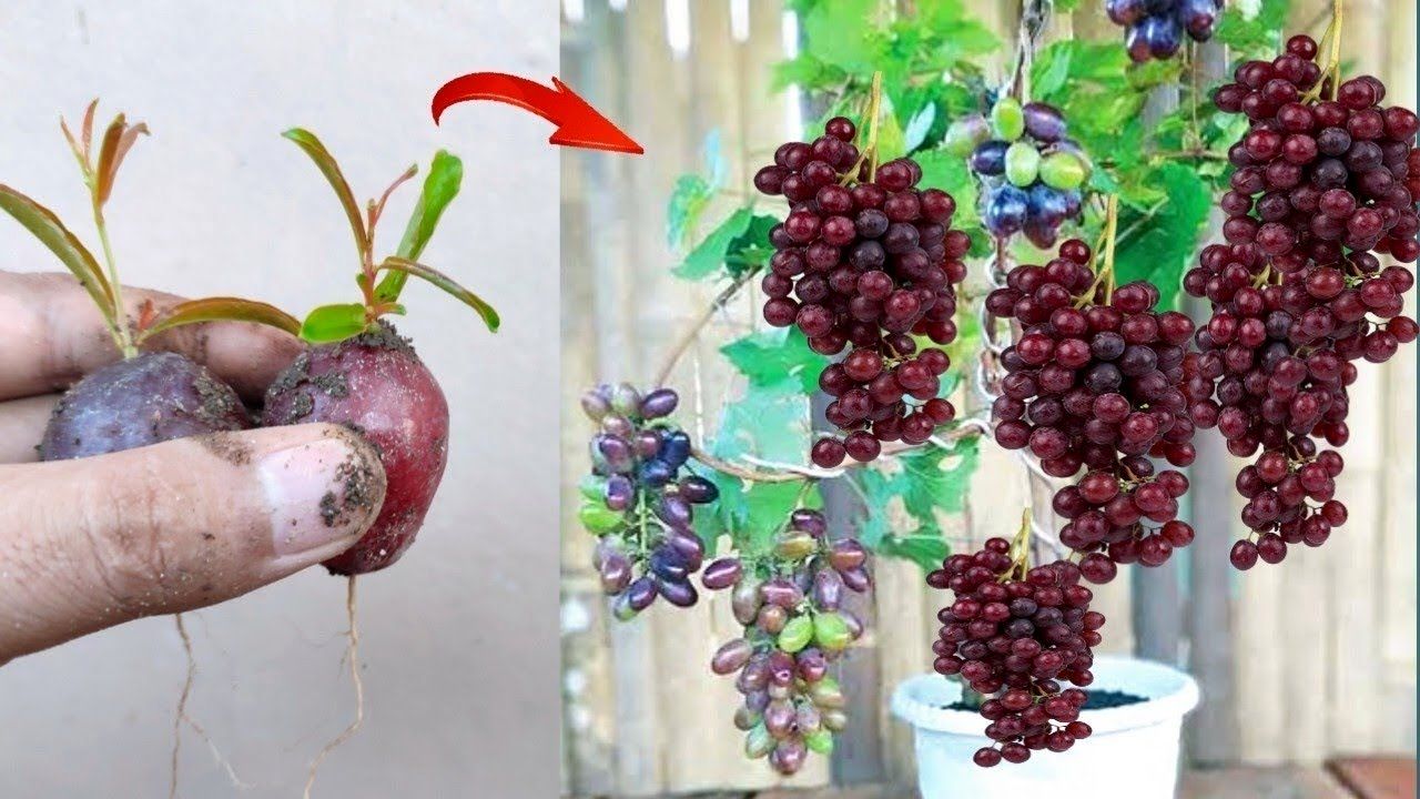 (ویدئو) یک روش آسان و سریع برای پرورش دانه انگور قرمز در گلدان