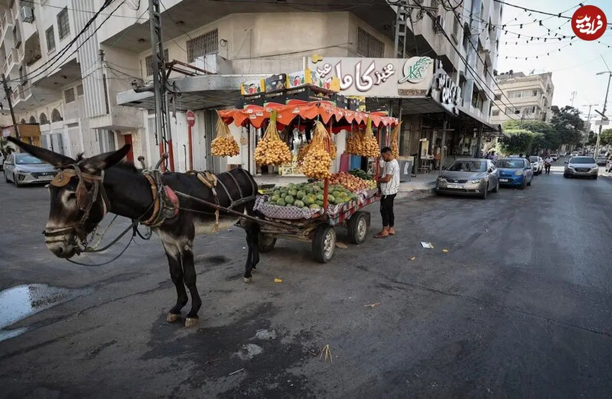 زندگی خوش و خرم الاغ های غزه در آلمان!/ انتقادها از دولت برلین