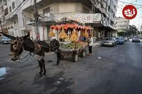 زندگی خوش و خرم الاغ های غزه در آلمان!/ انتقادها از دولت برلین