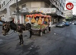 زندگی خوش و خرم الاغ های غزه در آلمان!/ انتقادها از دولت برلین