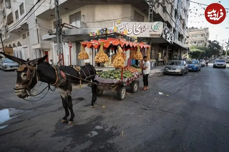 زندگی خوش و خرم الاغ های غزه در آلمان!/ انتقادها از دولت برلین