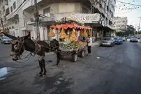 زندگی خوش و خرم الاغ های غزه در آلمان!/ انتقادها از دولت برلین