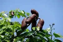 «جاتوبا»؛ گیاه دارویی بومی که دانش مدرن را شگفت‌زده کرد