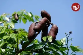 «جاتوبا»؛ گیاه دارویی بومی که دانش مدرن را شگفت‌زده کرد