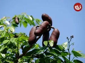 «جاتوبا»؛ گیاه دارویی بومی که دانش مدرن را شگفت‌زده کرد