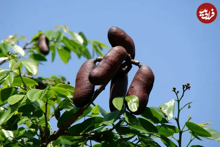«جاتوبا»؛ گیاه دارویی بومی که دانش مدرن را شگفت‌زده کرد
