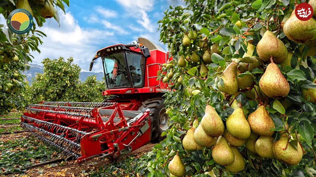 ببینید؛ فرآیند کاشت، برداشت و فرآوری صدها تن گلابی در مزارع کالیفرنیای آمریکا