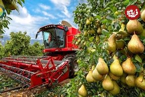 ببینید؛ فرآیند کاشت، برداشت و فرآوری صدها تن گلابی در مزارع کالیفرنیای آمریکا