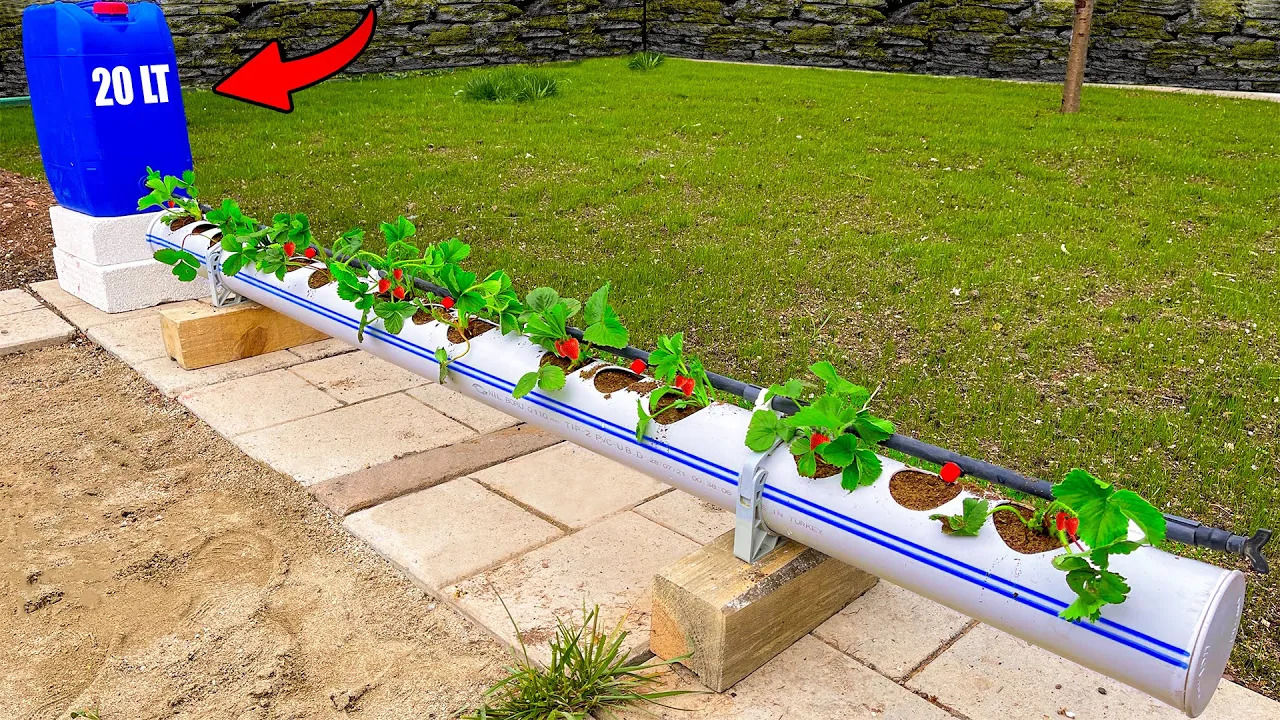 (ویدئو) یک ایده شگفت انگیز برای ساخت سیستم پرورش توت فرنگی با لوله پلیکا