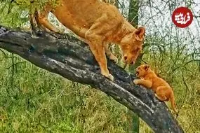ببینید| مستند حیات وحش؛ وقتی ماده شیر به توله هایش آموزش بالا رفتن از درخت می دهد!