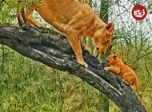ببینید| مستند حیات وحش؛ وقتی ماده شیر به توله هایش آموزش بالا رفتن از درخت می دهد!